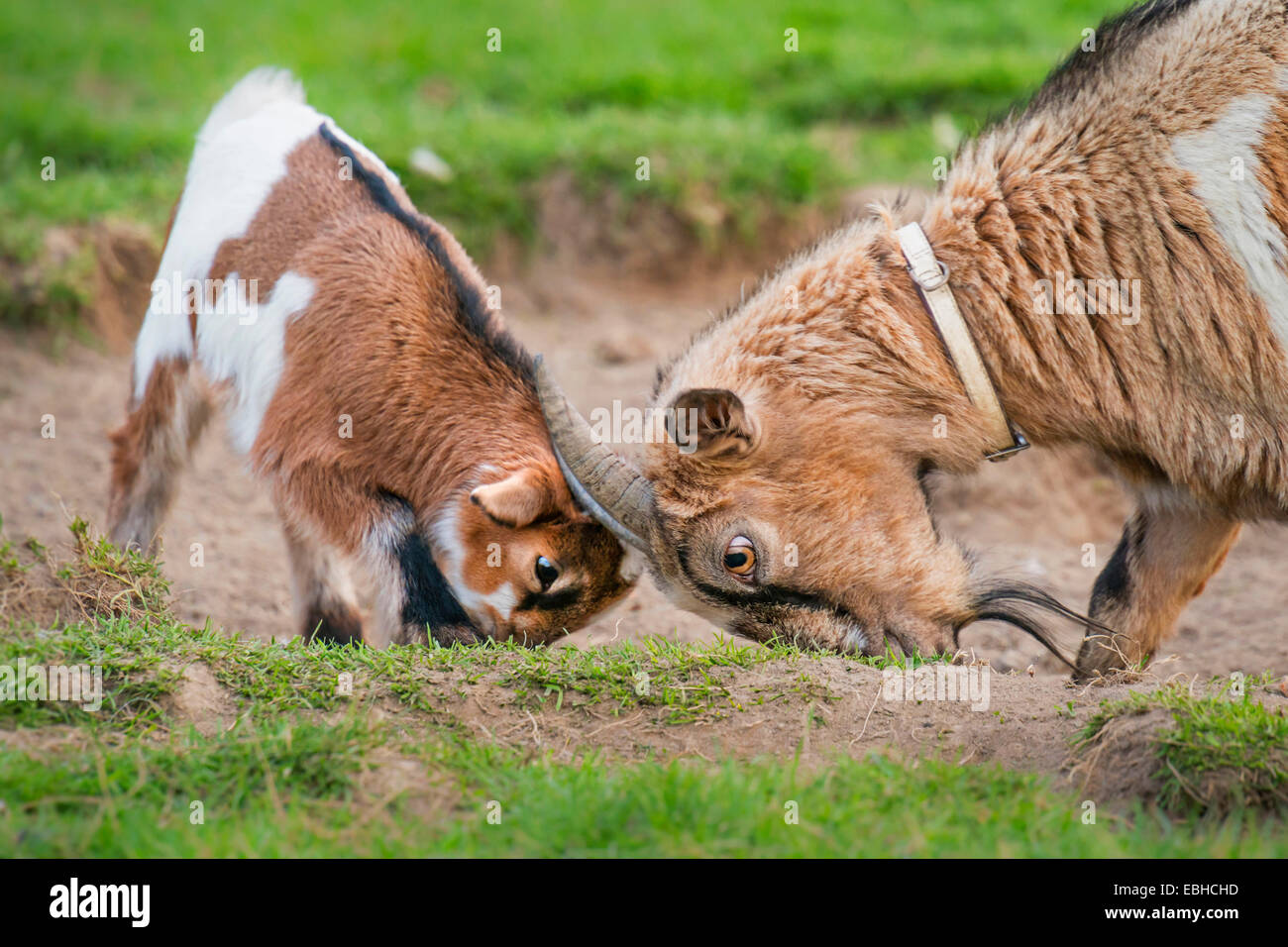 Hausziege (Capra Hircus, Capra Aegagrus F. Hircus), Ziege Kid und Ziege zusammenspielen, Deutschland, Nordrhein-Westfalen Stockfoto