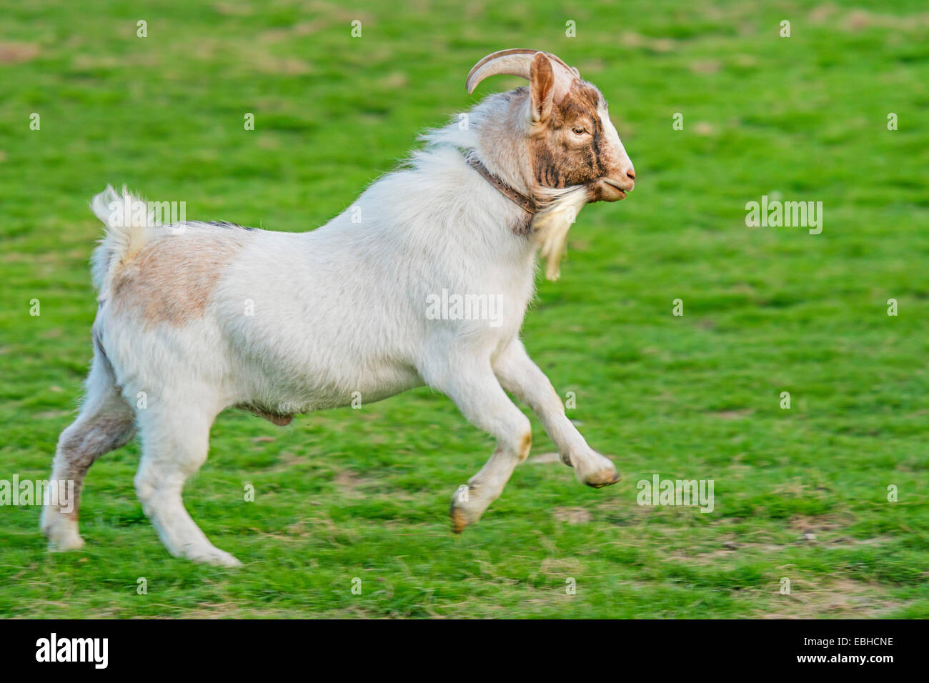 Hausziege (Capra Hircus, Capra Aegagrus F. Hircus), buck läuft auf einer Wiese, Deutschland, Nordrhein-Westfalen Stockfoto