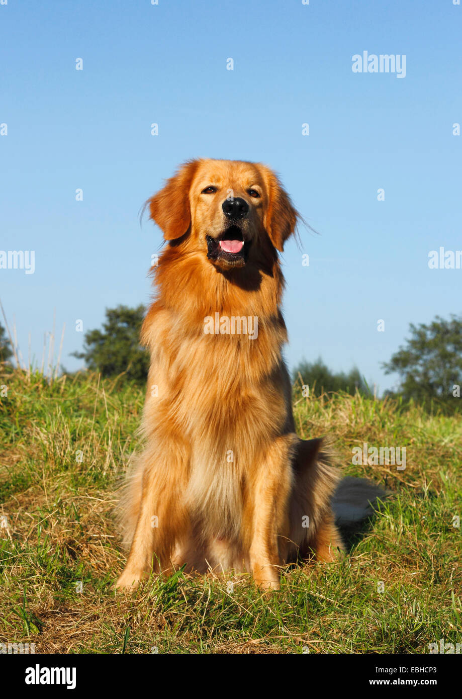 Hovawart (Canis Lupus F. Familiaris), 16 Monate alte Rüde saß auf einer Wiese, Deutschland Stockfoto