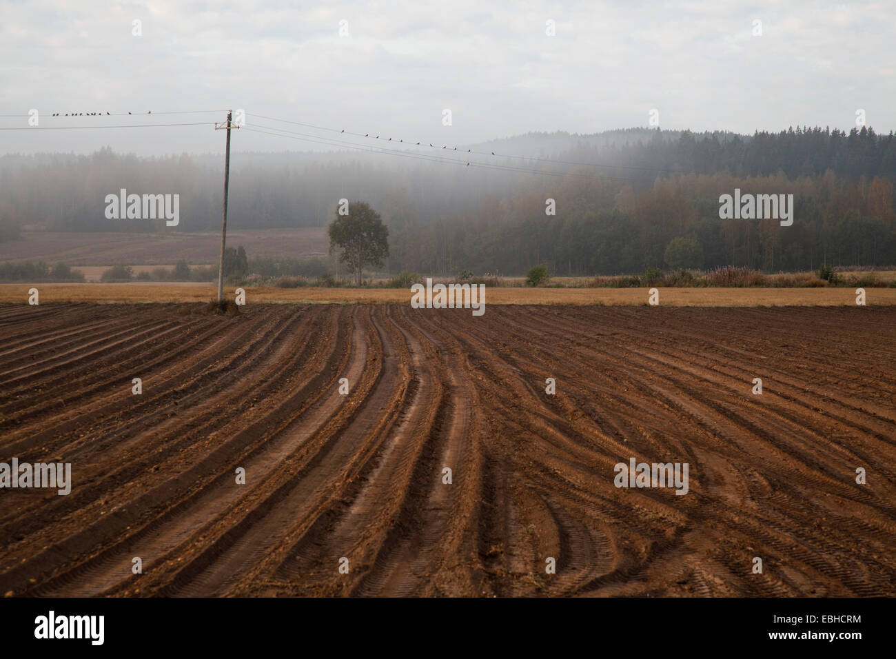 Nebligen ländliche Landschaft, Somerniemi, Finnland Stockfoto