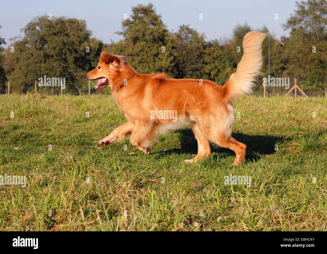 Hovawart (Canis Lupus F. Familiaris), 16 Monate alte Rüde läuft über eine Wiese, Deutschland Stockfoto