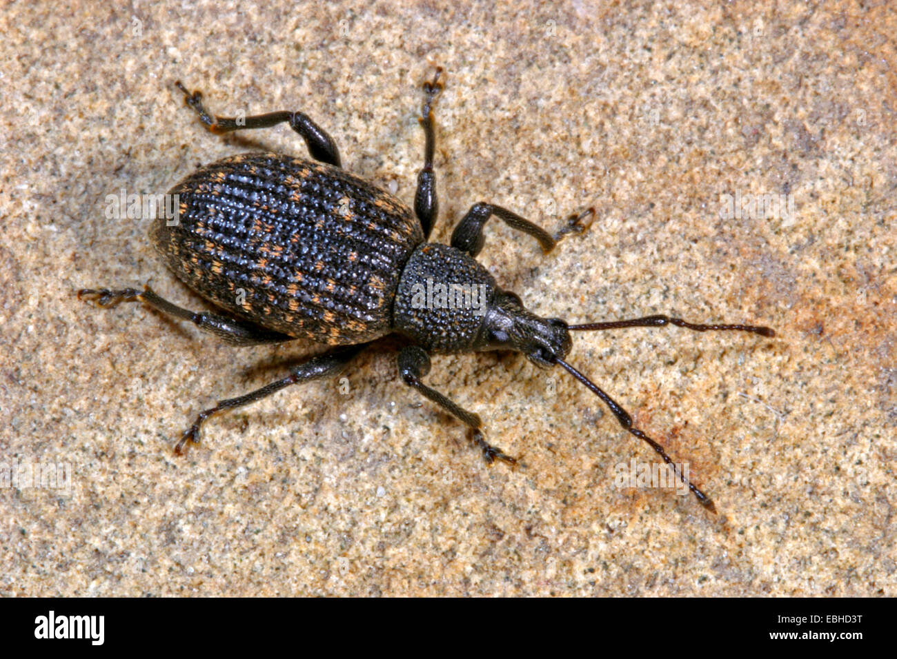 Cine Rüsselkäfer, schwarzer Dickmaulrüssler, Europäische Dickmaulrüssler (Otiorhynchus Sulcatus, Brachyrhinus Sulcatus), auf einem Stein, Deutschland Stockfoto