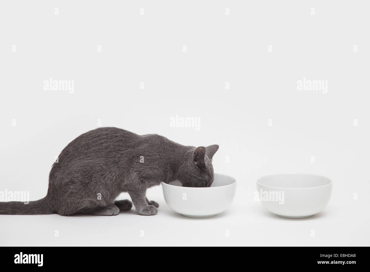 Studioaufnahme von Russisch Blau Kätzchen Essen aus zwei Schalen Stockfoto