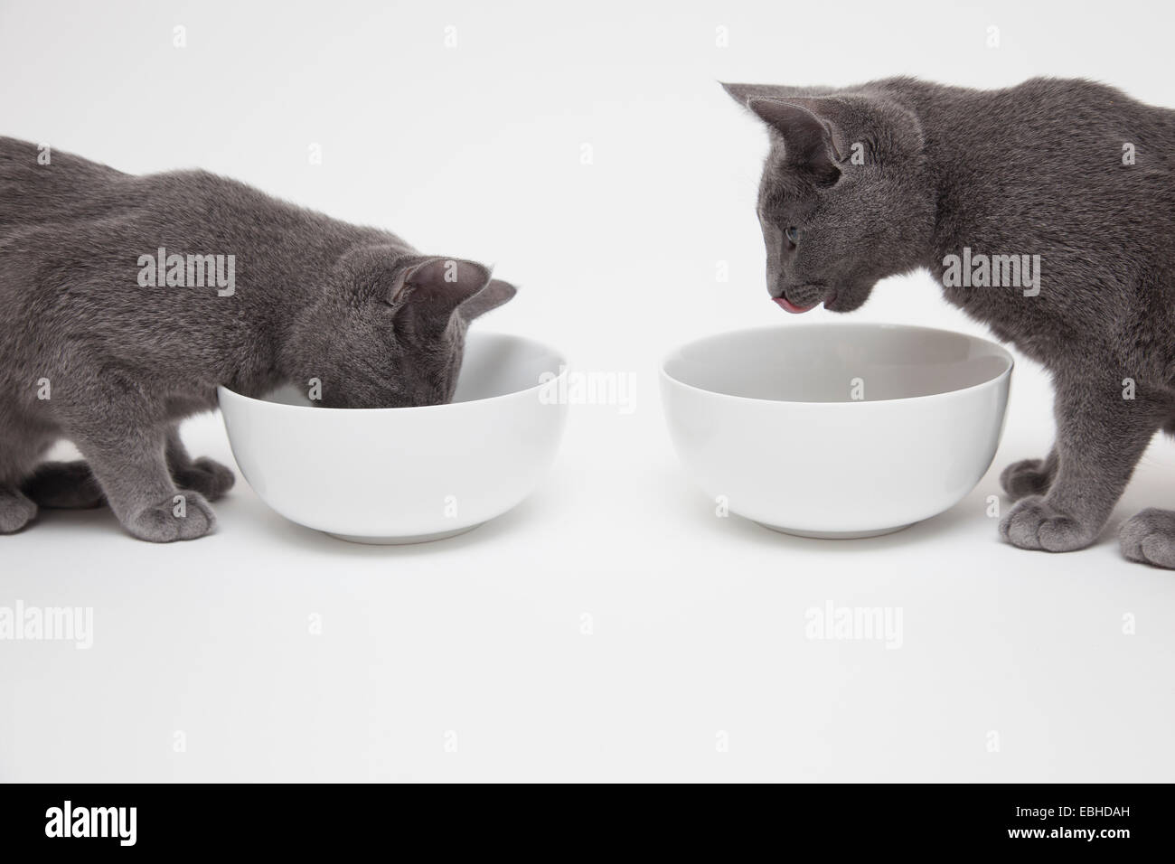 Studioaufnahme von zwei Russisch Blau Kätzchen, ein Essen aus Schüssel, während andere Uhren Stockfoto