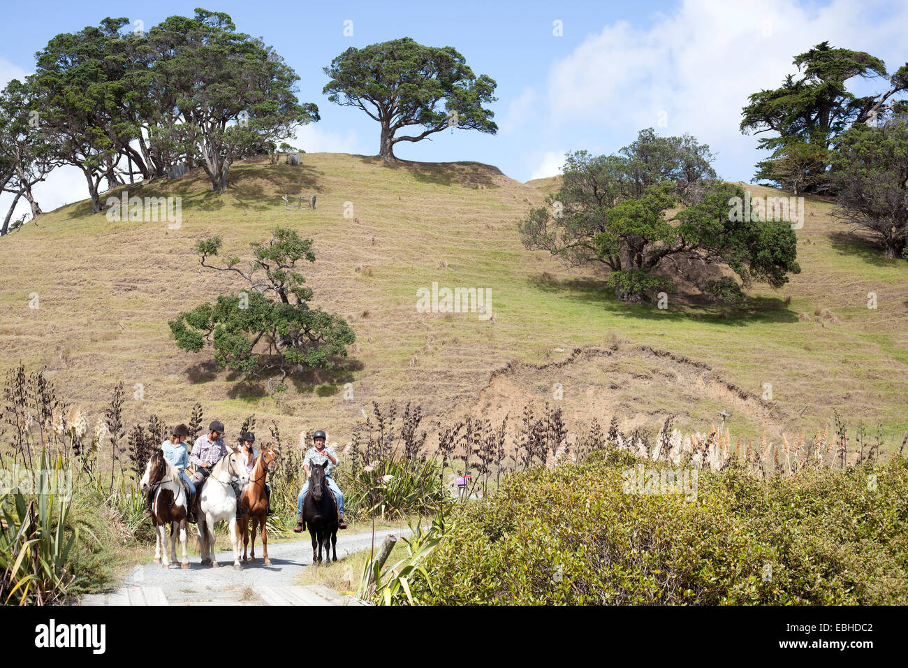 Pferd Reiten, Pakiri Beach, Auckland, Neuseeland Stockfoto