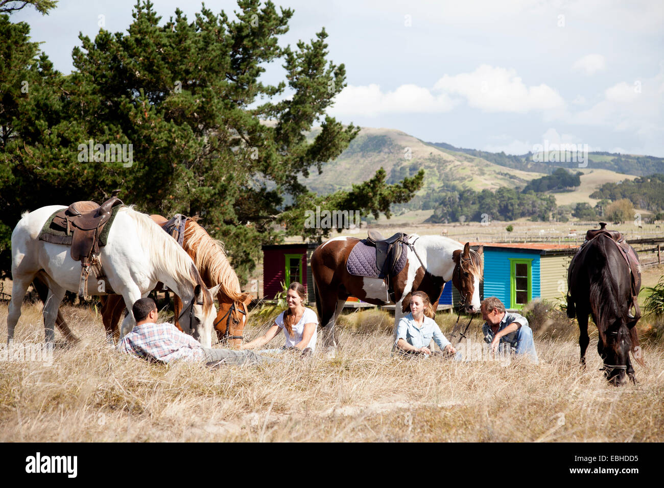 Reiter unter brechen auf Rasen, Pakiri Beach, Auckland, Neuseeland Stockfoto