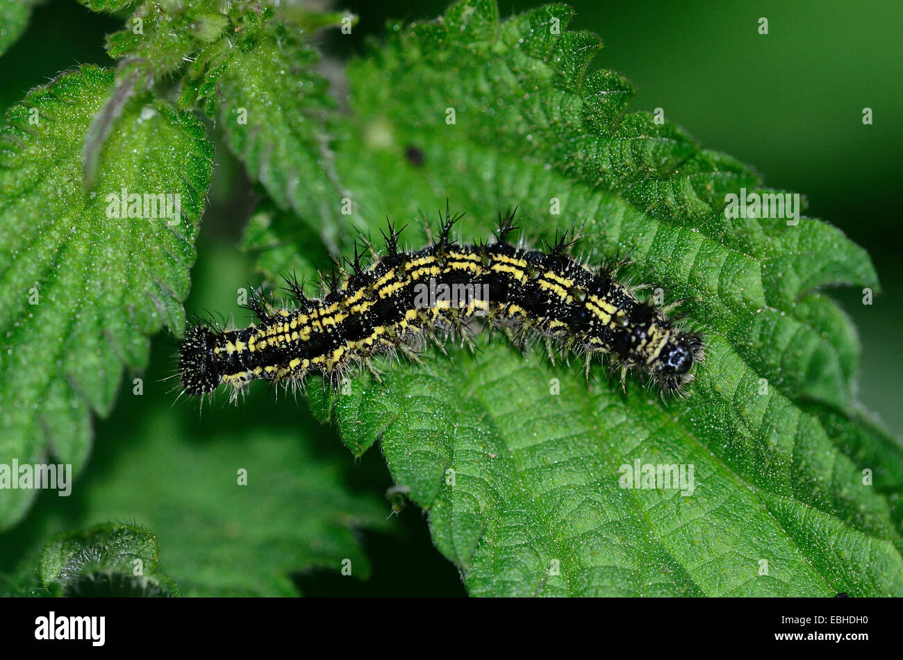 Scharlachrote Tiger Moth Raupe auf Nessel Laub UK Stockfoto