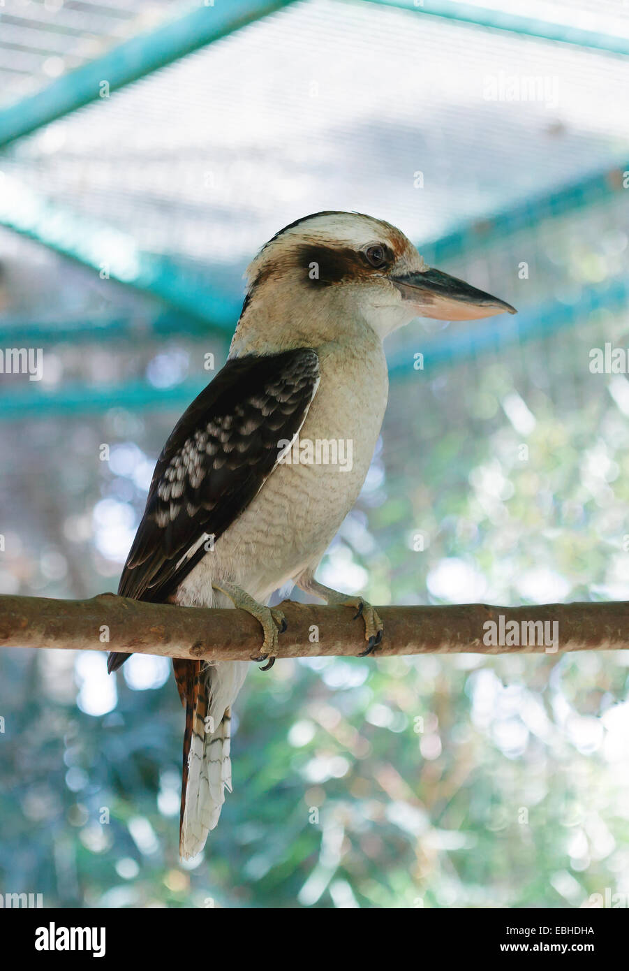 Ein schöner Vogel Kookaburra Porträt Stockfoto