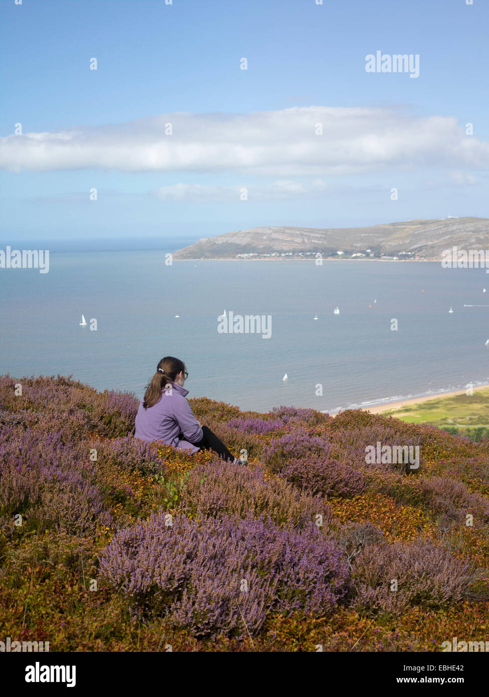 Walker in Heide Landschaft, Conwy Berg, Nordwales Stockfoto