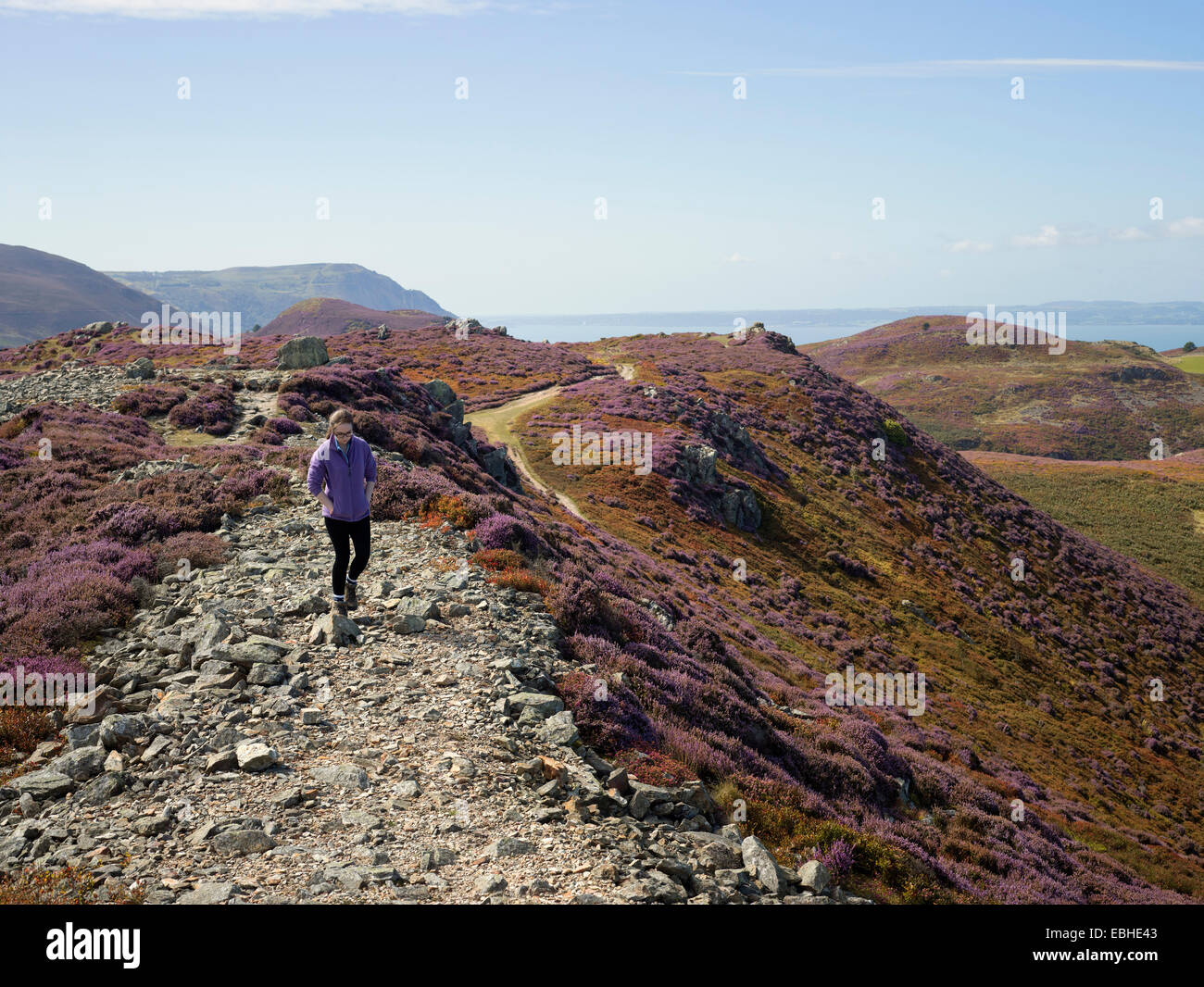 Walker in Heide Landschaft, Conwy Berg, Nordwales Stockfoto