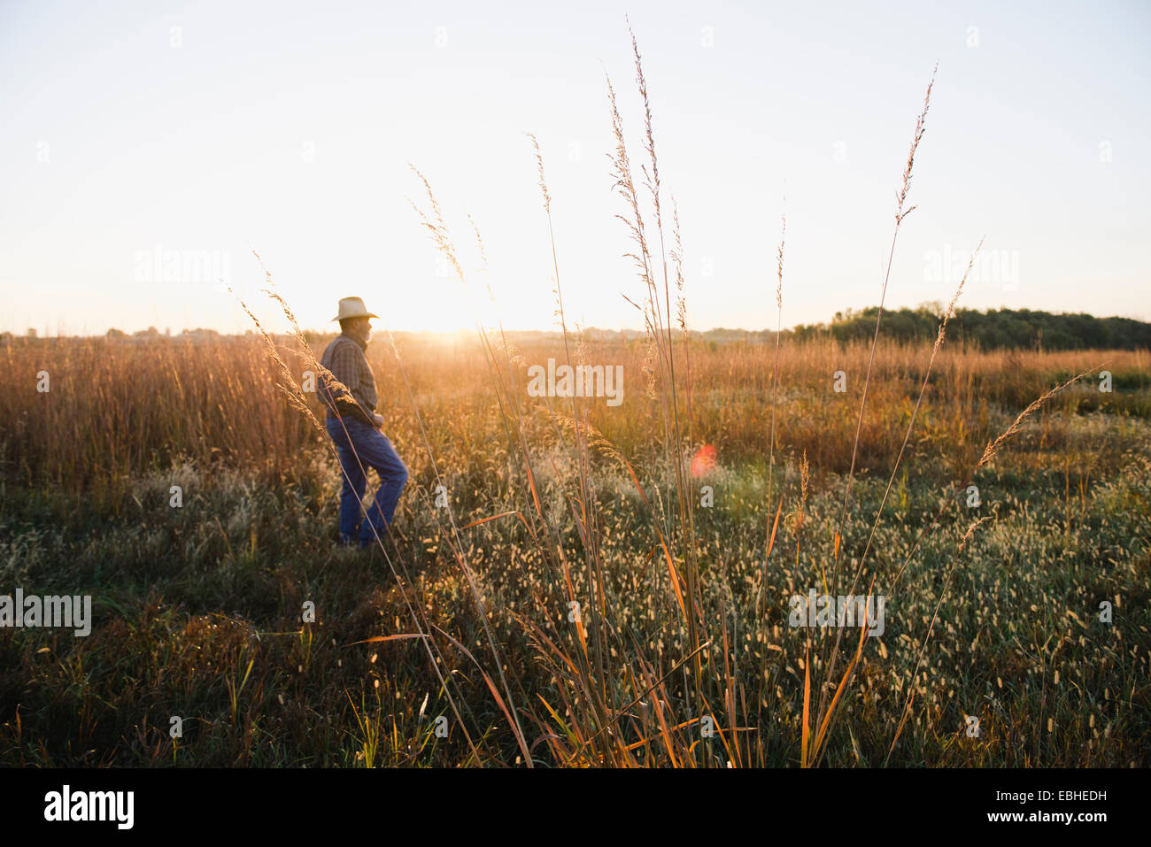 Älterer männlicher Bauer, der in der Abenddämmerung über das Feld läuft, Plattsburg, Missouri, USA Stockfoto