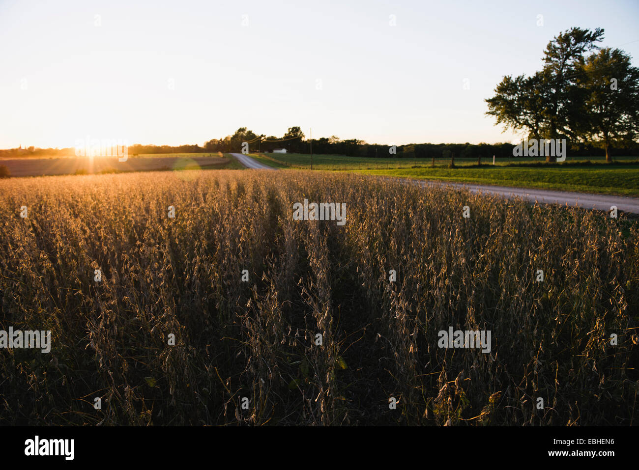 Landstraße und Soja-Bohnen-Felder bei Sonnenuntergang, Missouri, USA Stockfoto