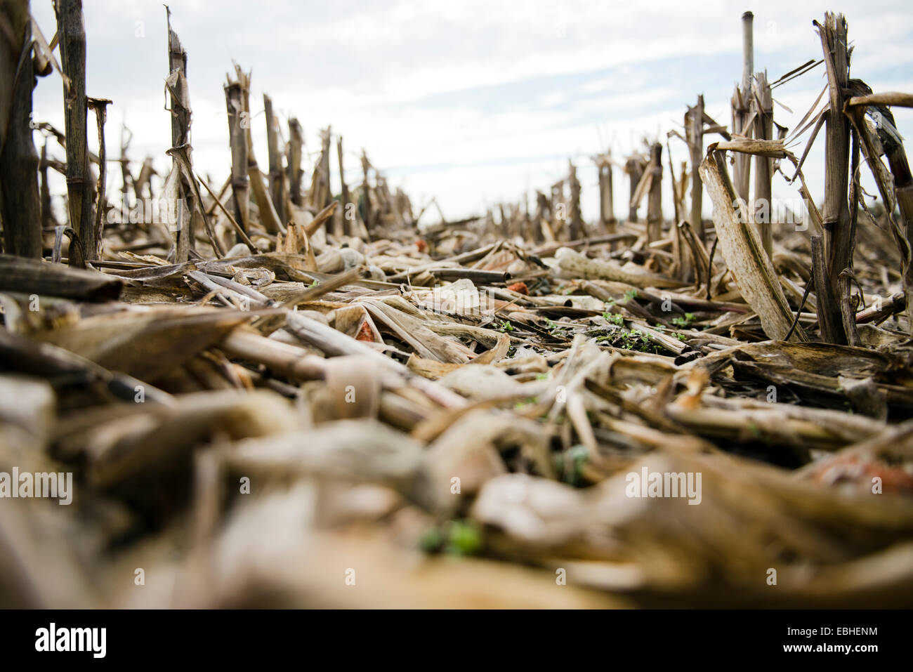 Ebene Oberflächenansicht von getrockneten Stängel in abgeernteten Feld Stockfoto