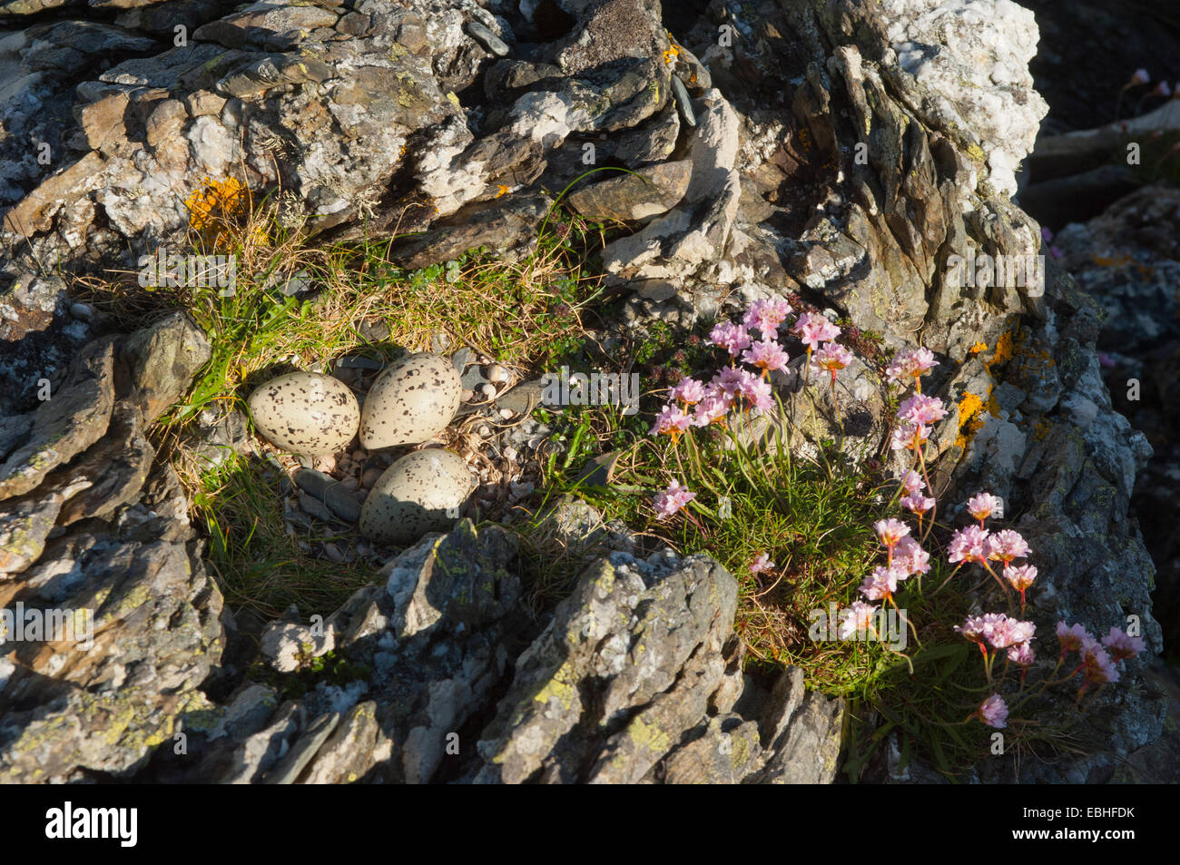 Drei Vögel gesprenkelten Eiern auf Felsen, Insel Colonsay, Schottland Stockfoto