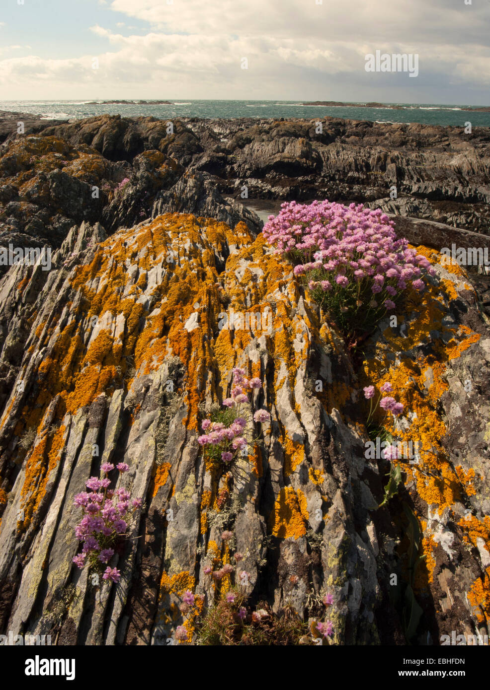 Meer Sparsamkeit wächst in Felsspalten auf Küste, Insel Colonsay, Schottland Stockfoto
