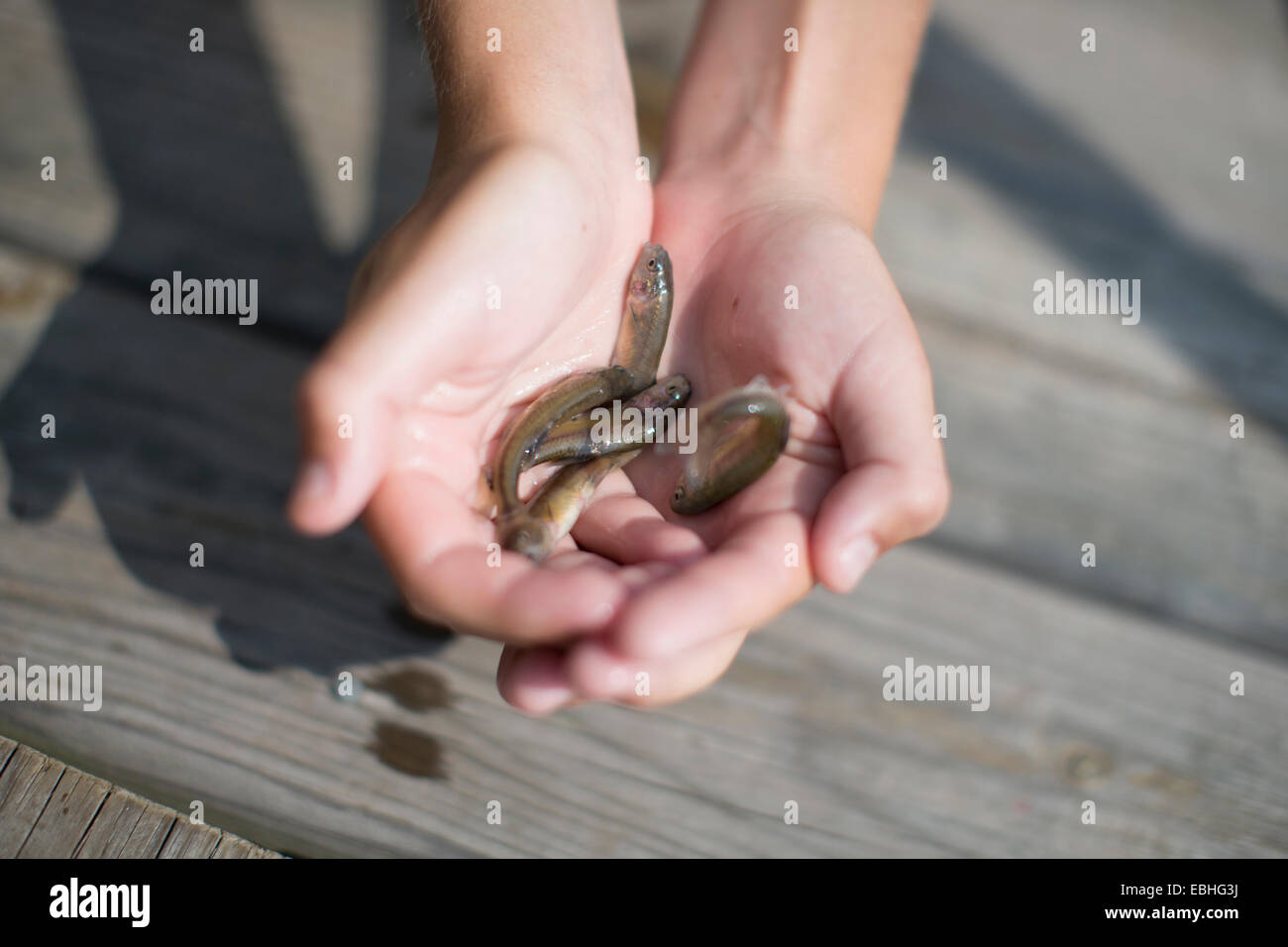 Hände von Teenager halten Köderfische auf Pier, Lake Superior, Gwinn, Michigan, USA Stockfoto