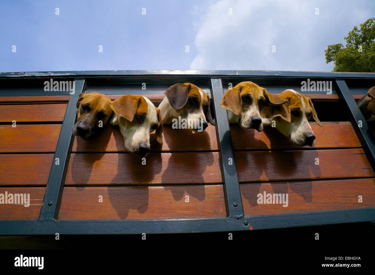 Trailhounds aus Kasten Anhänger suchen. Rydal Rydal Halle Ambleside Seenplatte Cumbria England UK Stockfoto