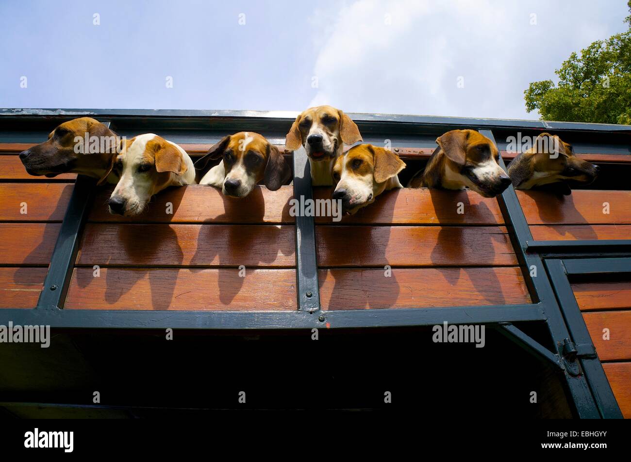 Trailhounds aus Kasten Anhänger suchen. Rydal Rydal Halle Ambleside Seenplatte Cumbria England UK Stockfoto