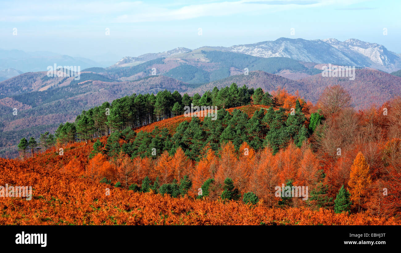 Berge und Bäume mit Herbstfarben Stockfoto