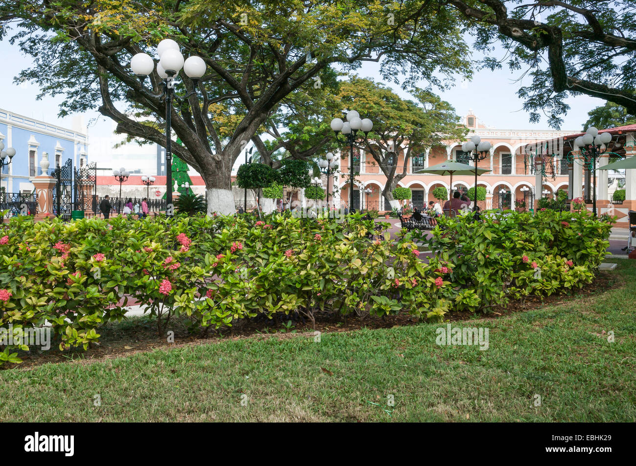 Campeche Stadtpark mit Schattenbäumen, Sonnenschirmen, Globenlampen, Weihnachtsdekorationen, gesäumt von bunten historischen Gebäuden, Campeche, Mexiko. Stockfoto