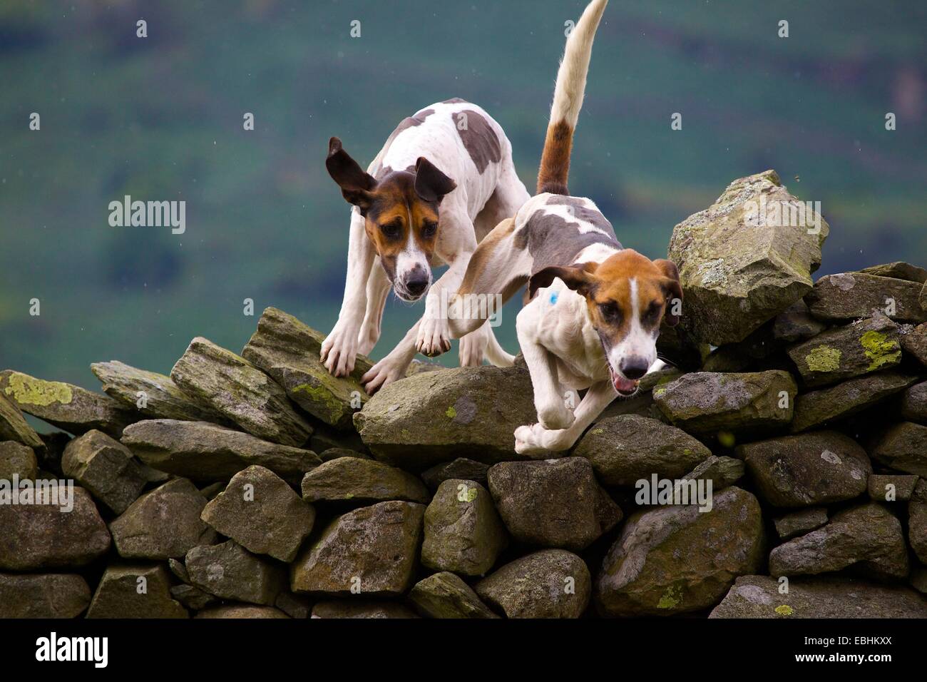Trailhounds springen eine Trockensteinmauer. Rydal Rydal Halle Ambleside Seenplatte Cumbria England UK Stockfoto