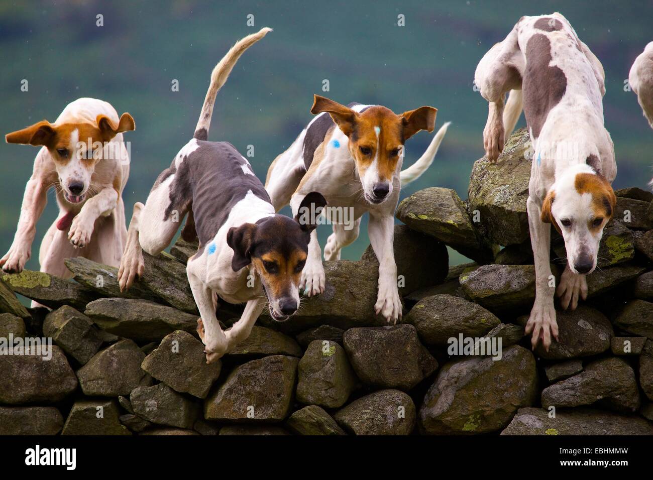 Trailhounds springen eine Trockensteinmauer. Rydal Rydal Halle Ambleside Seenplatte Cumbria England UK Stockfoto