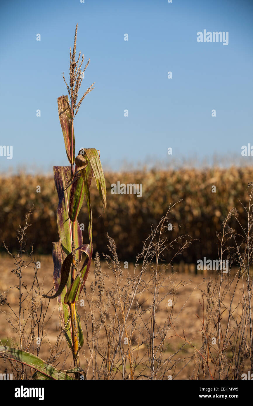 Maiskolben als Viehfutter verwendet Stockfoto