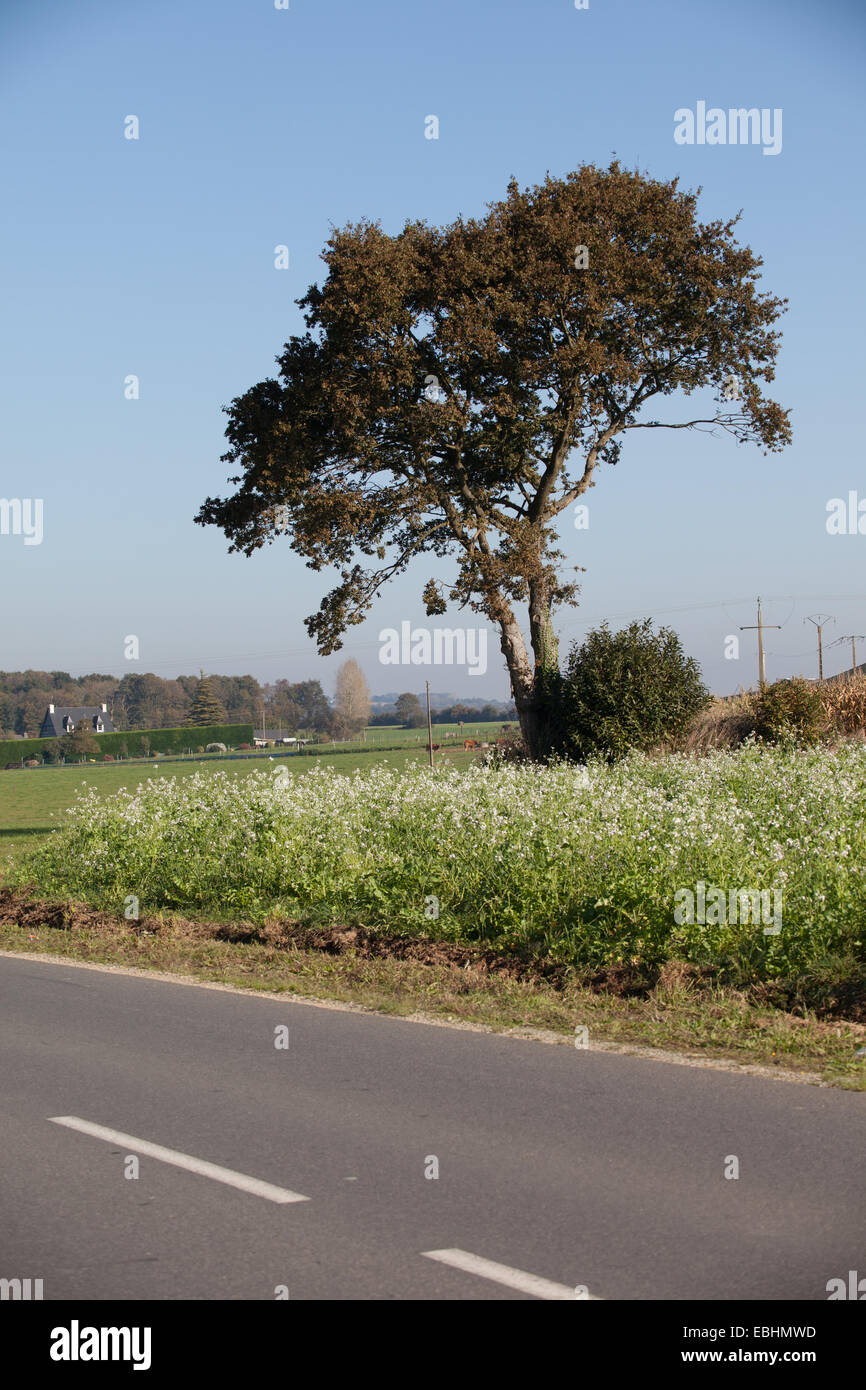 Großer Baum inmitten der Produkte vom Bauernhof Stockfoto