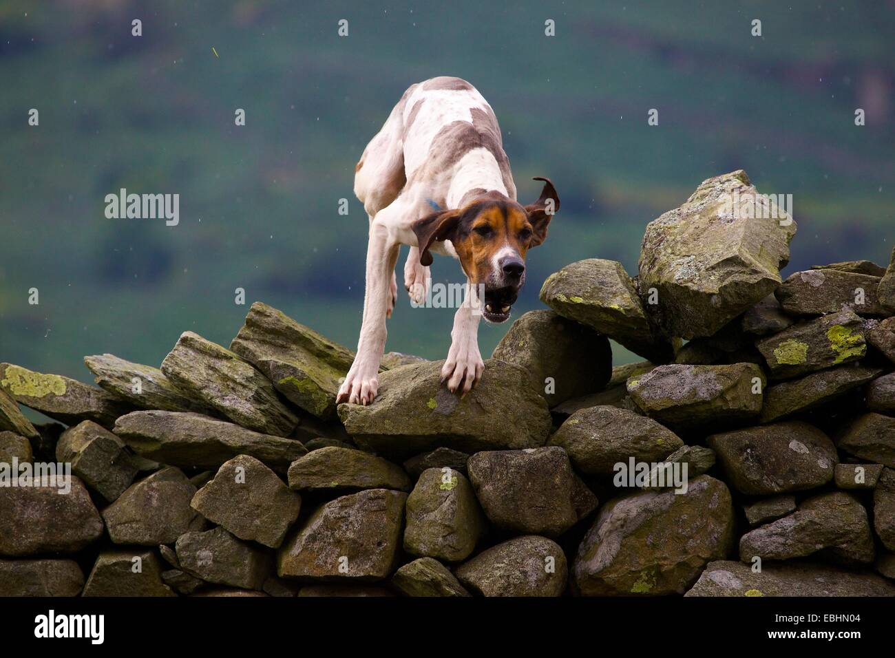 Trailhound springen eine Trockensteinmauer. Rydal Rydal Halle Ambleside Seenplatte Cumbria England UK Stockfoto