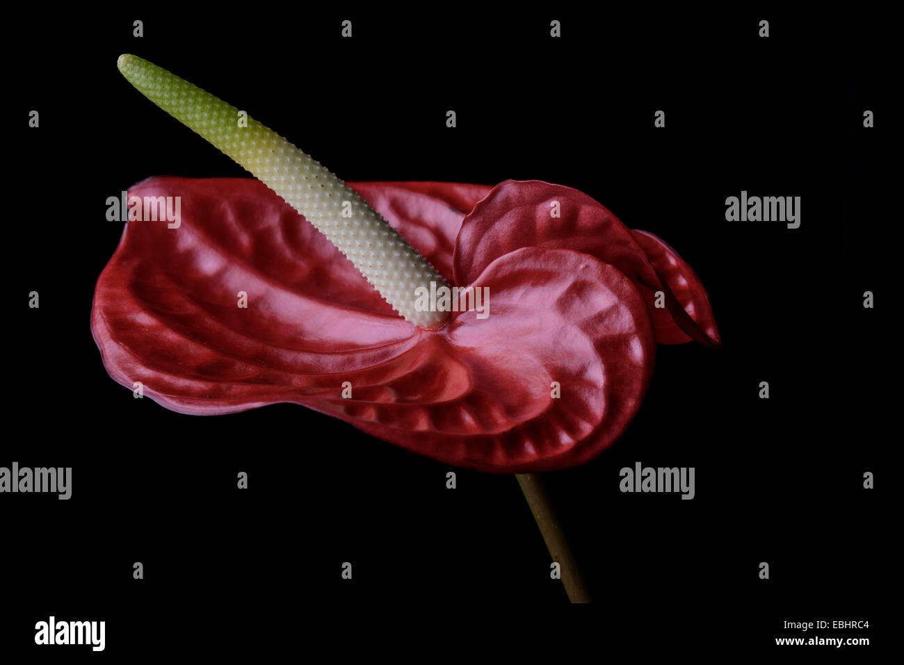 Anthurium Blumen vor schwarzem Hintergrund Stockfoto