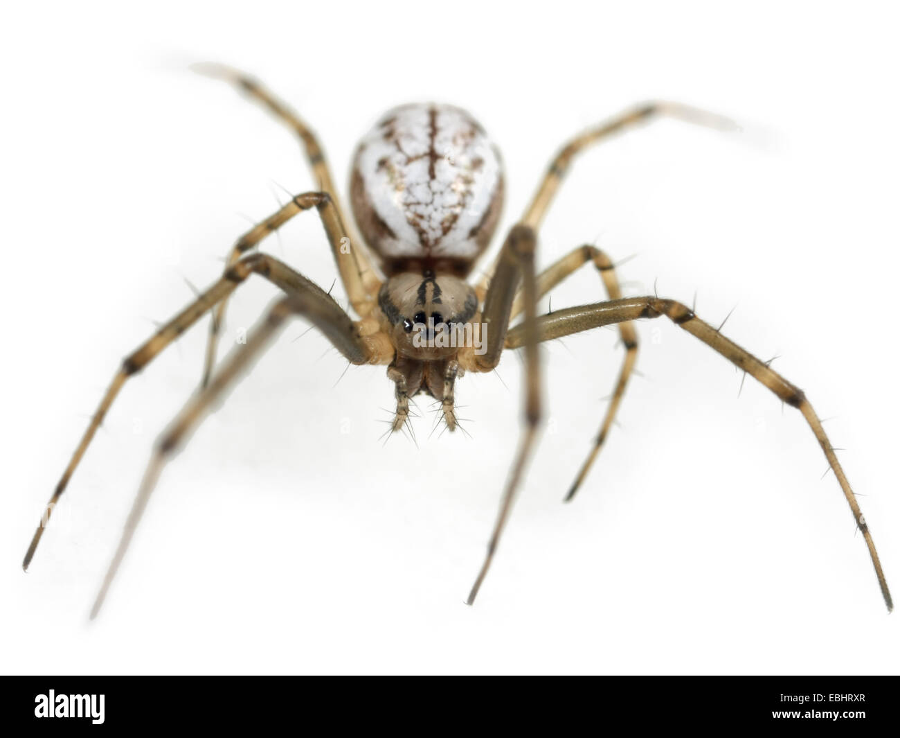 Eine weibliche Gemeinsame Hängematte - Weaver (Linyphia Triangularis) Spinne auf einem weißen Hintergrund, ein Teil der Familie - Linyphiidae Sheetweb Weber. Stockfoto