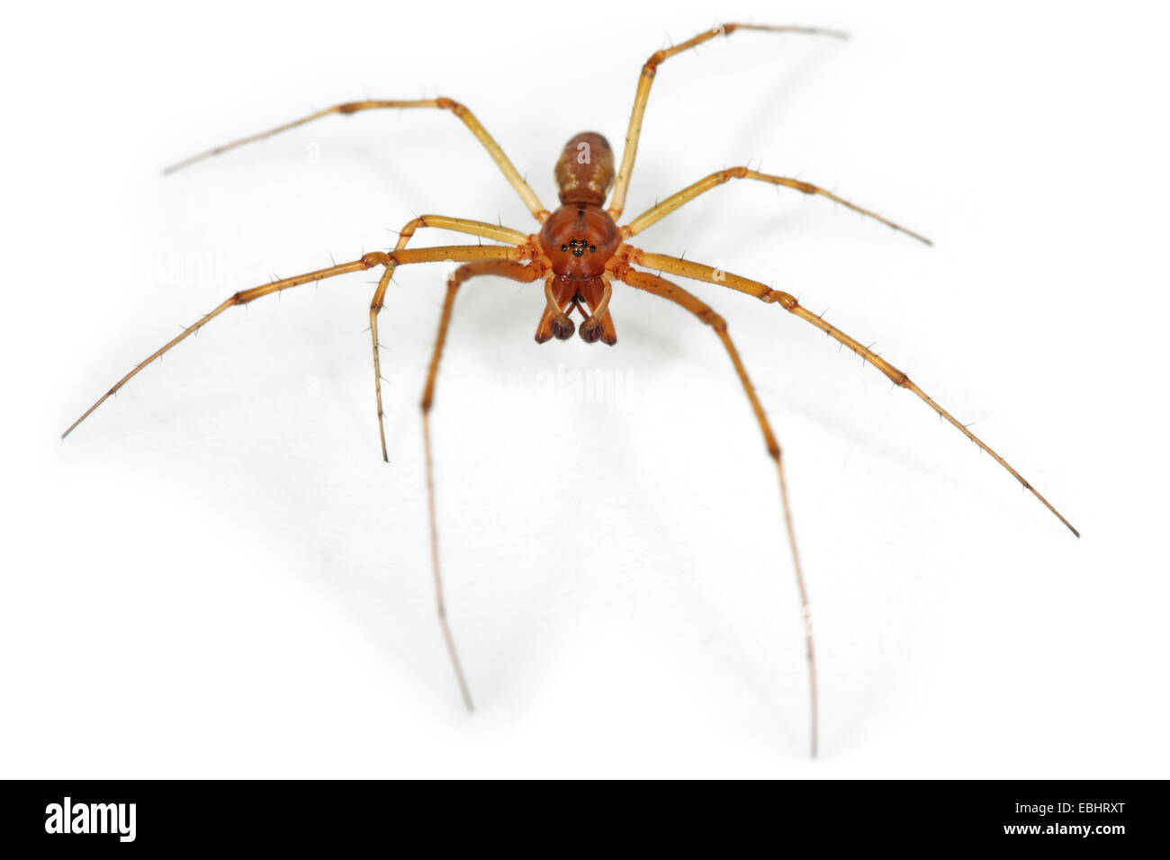 Ein männlicher Gemeinsame Hängematte - Weaver (Linyphia Triangularis) Spinne auf einem weißen Hintergrund, ein Teil der Familie - Linyphiidae Sheetweb Weber. Stockfoto