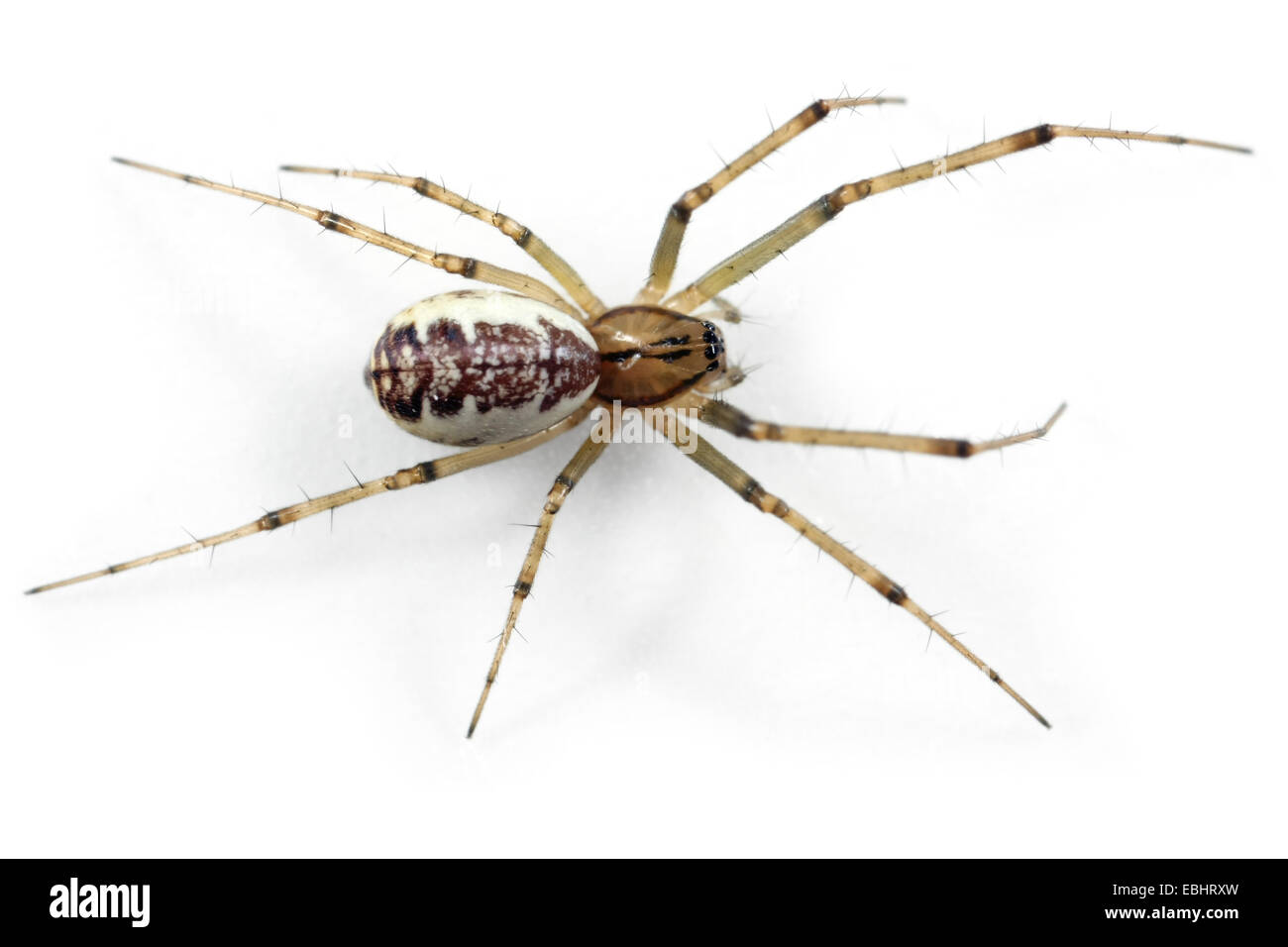 Eine weibliche Gemeinsame Hängematte - Weaver (Linyphia Triangularis) Spinne auf einem weißen Hintergrund, ein Teil der Familie - Linyphiidae Sheetweb Weber. Stockfoto