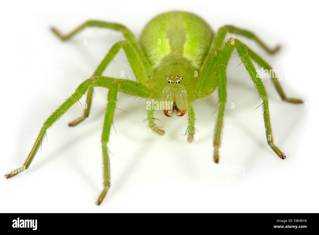 Eine weibliche grüne Huntsman Spinne (Micrommata Virescens) auf einem  weißen Hintergrund. Teil der Familie Sparassidae Stockfotografie - Alamy
