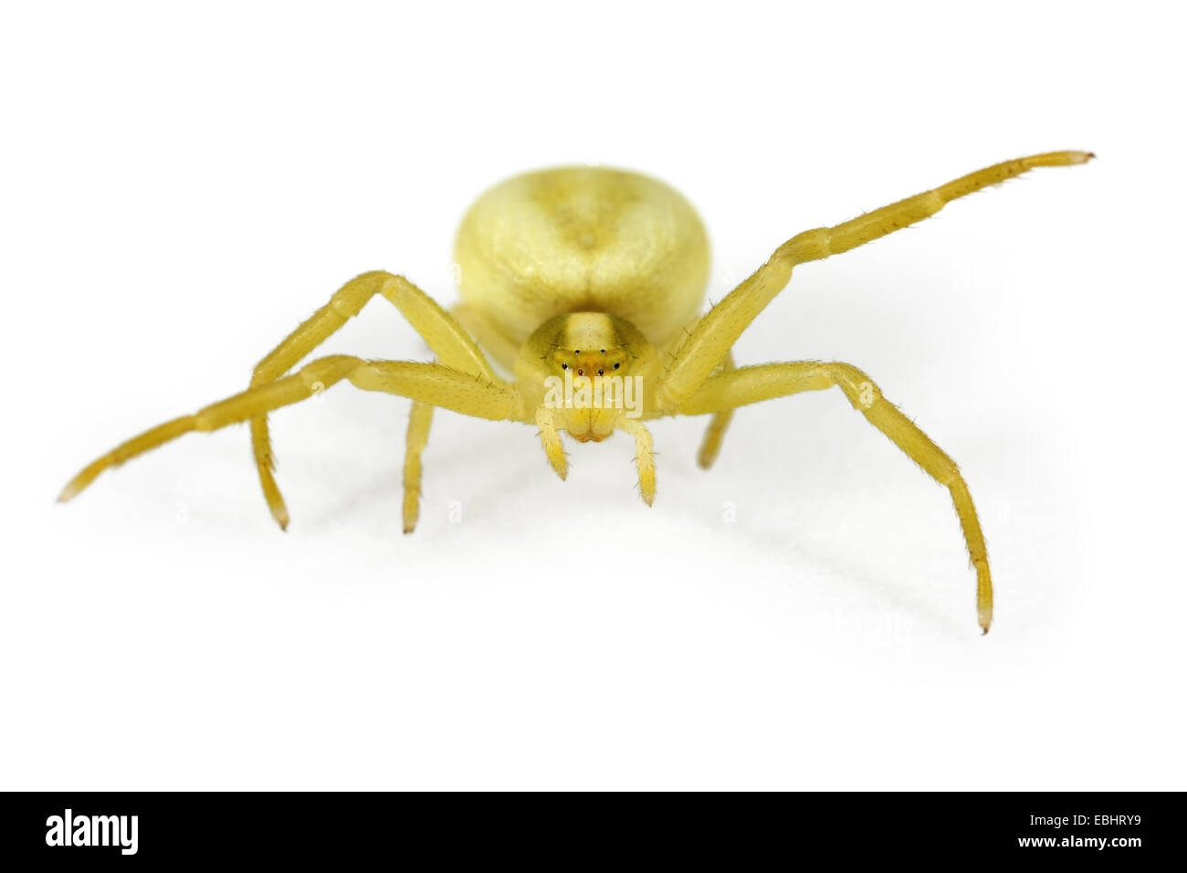 Eine weibliche Goldrute Krabbenspinne, Misumena Vatia, auf einem weißen Hintergrund. Teil der Familie Thomisidae, Krabben Spinnen. Stockfoto