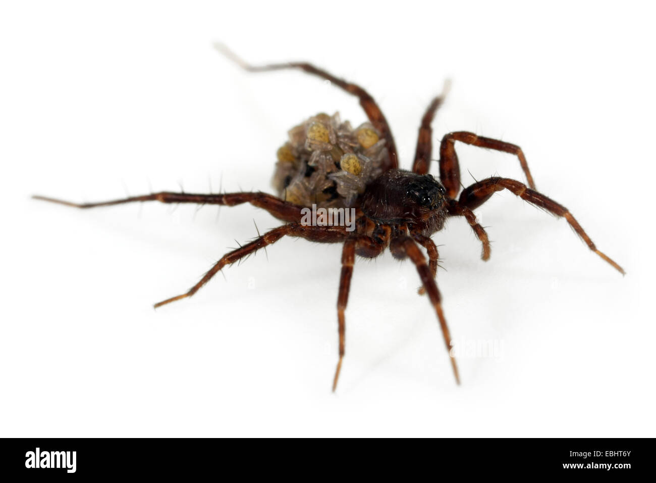 Eine weibliche Gemeinsame Wolf-Spider (Pardosa pullata), Durchführung seiner spiiderlings auf dem Rücken, ein Teil der Familie Lycosidae - Wolf, Spinnen. Stockfoto