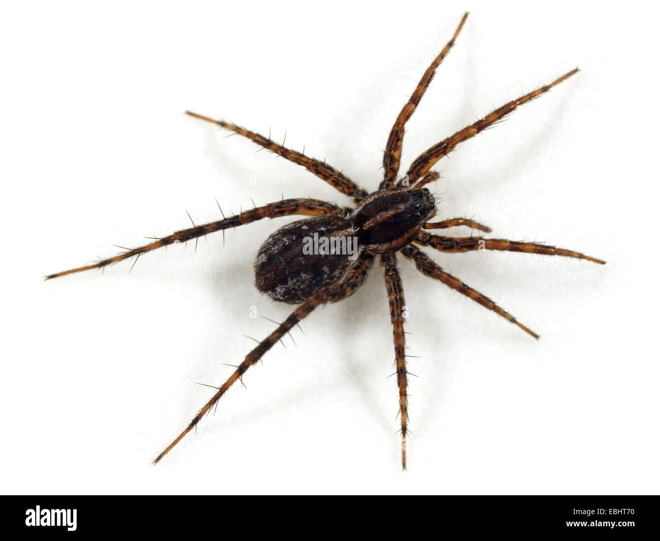 Eine weibliche Wolfspinne (Pardosa Monticola) auf weißem Hintergrund. Wolf Spinnen sind Teil der Familie Lycosidae. Stockfoto