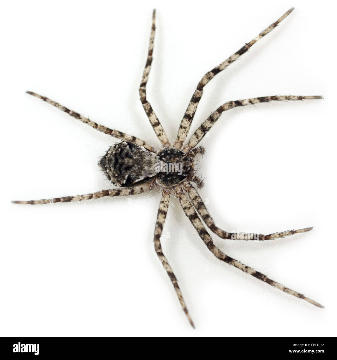 Flechten - Spider (Philodromus margaritatus) auf einem weißen Hintergrund, ein Teil der Familie Philodromidae - Running Crab Spiders. Stockfoto