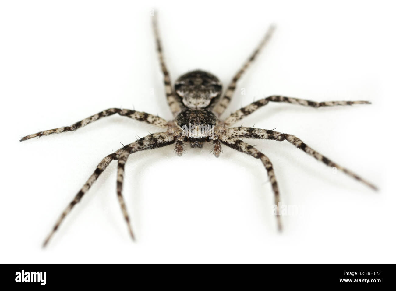 Flechten - Spider (Philodromus margaritatus) auf einem weißen Hintergrund, ein Teil der Familie Philodromidae - Running Crab Spiders. Stockfoto