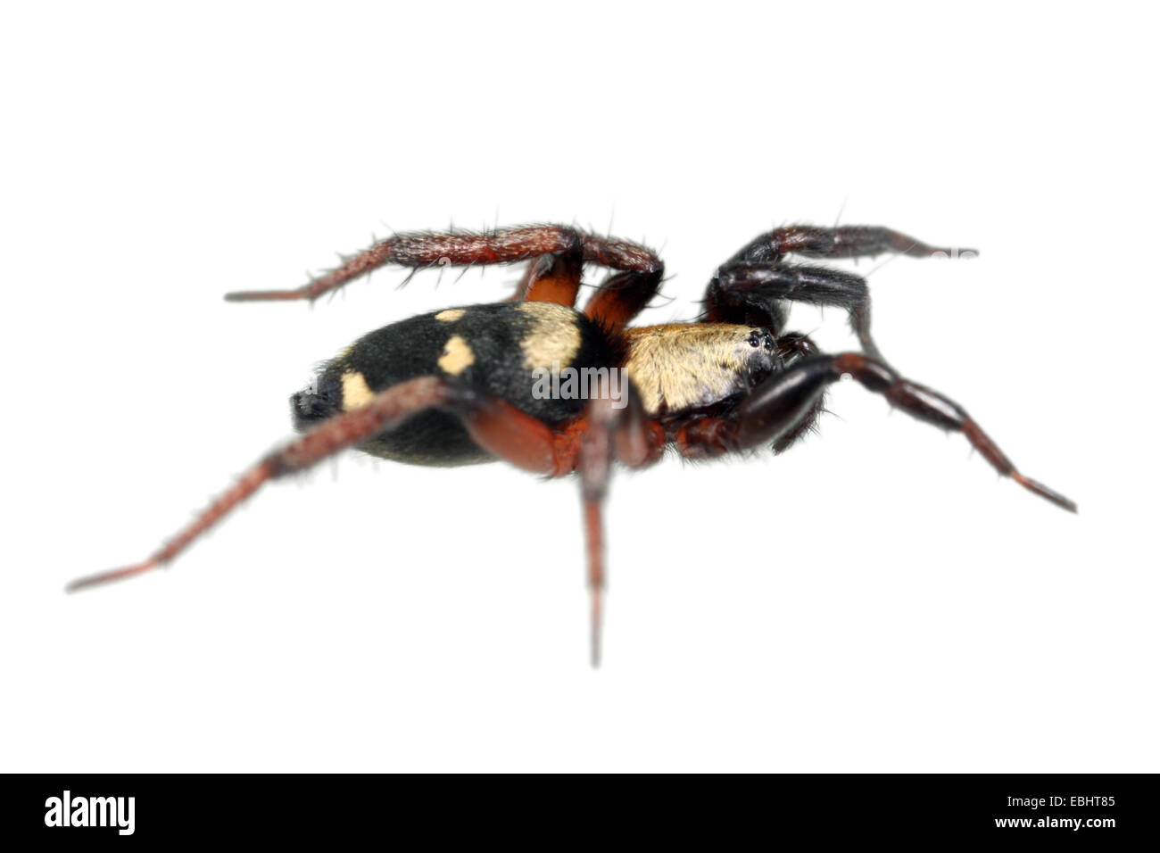 Weibliche Callilepis nocturna Spinne auf weißem Hintergrund. Familie Gnaphosidae, Masse spinnen. Stockfoto