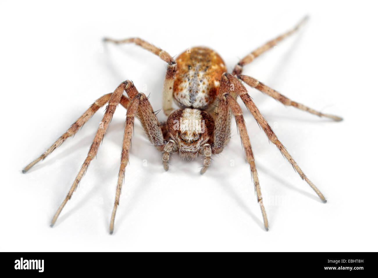 Weibliche Philodromus cespitum Spinne auf weißem Hintergrund. Familie Philodromidae, Running crab Spiders. Stockfoto