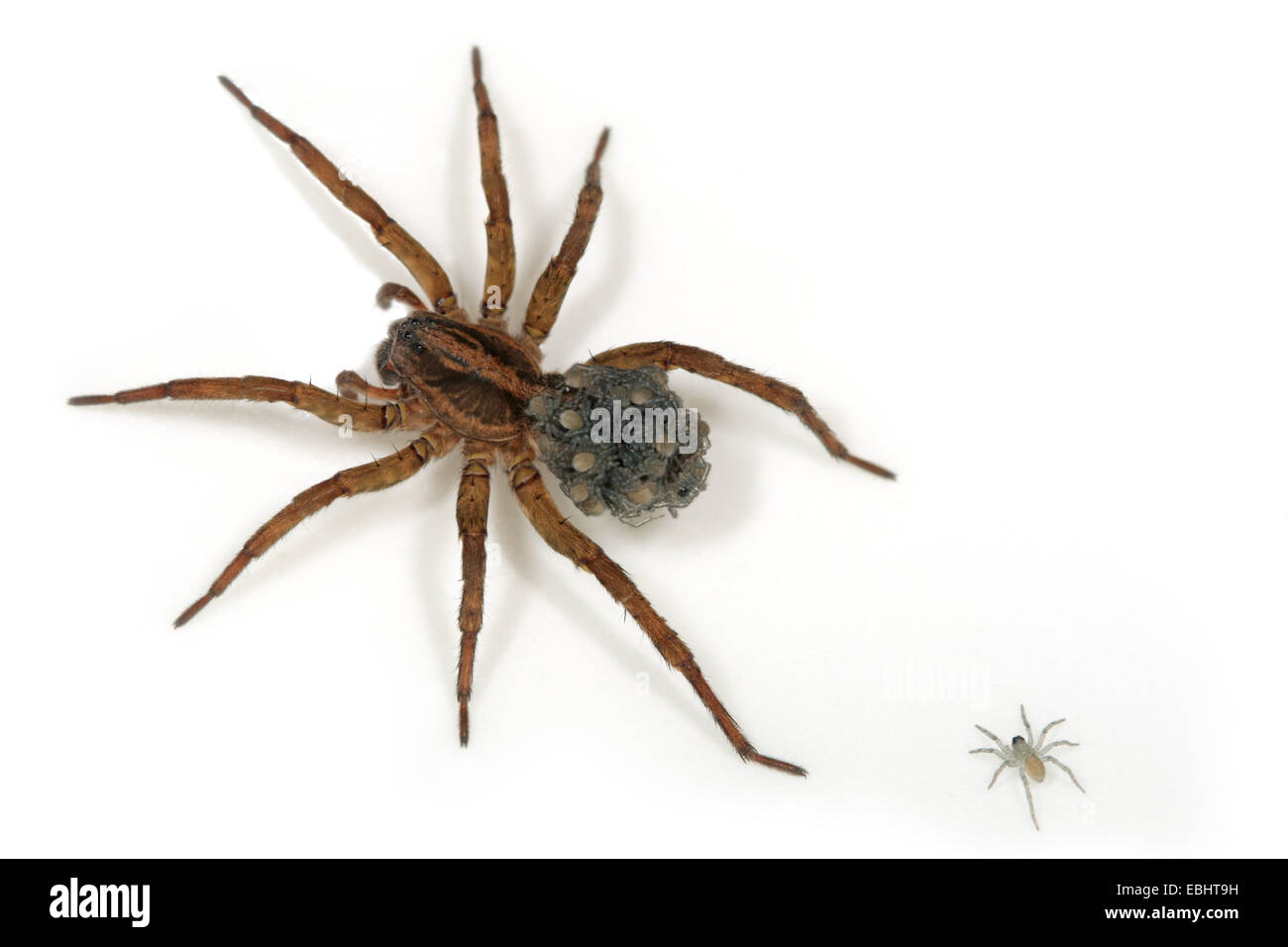 Eine Frau wolf spider (Trochosa ruricola) Durchführung ihres Spiderlings auf der Rückseite. Eine der Spiderlings hat seinen Halt verloren und ist hinter sich gelassen. Stockfoto