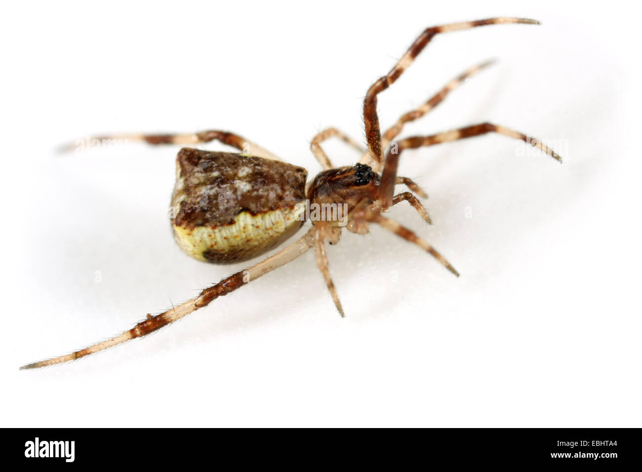 Eine weibliche Kamm-footed Spider (Episinus Angulatus), auf weißem Hintergrund. Kamm-footed Spinnen sind Teil der Familie Theridiidae. Stockfoto