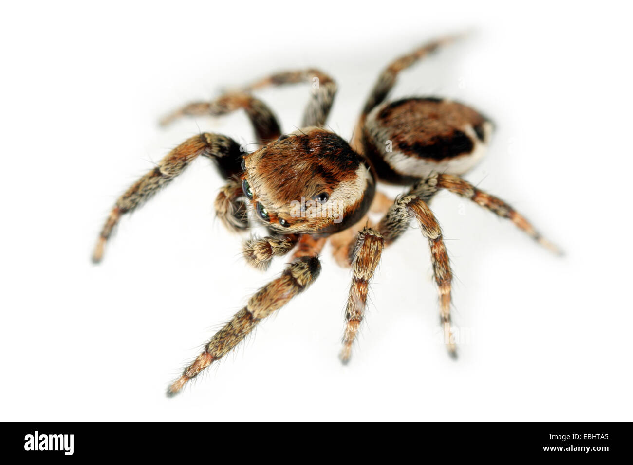 Ein männlicher jumping Spider (Evarcha falcata) auf weißem Hintergrund. Springen spinnen gehören zur Familie der. Stockfoto