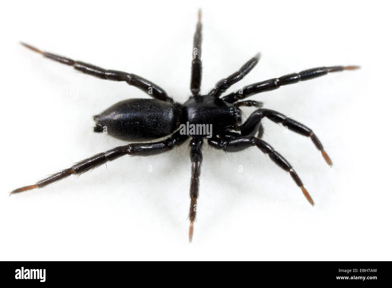 Eine weibliche (zelot Latreillei) Spinne auf weißem Hintergrund. Die Spinne ist ein Teil der Familie Gnaphosidae, Masse spinnen. Stockfoto