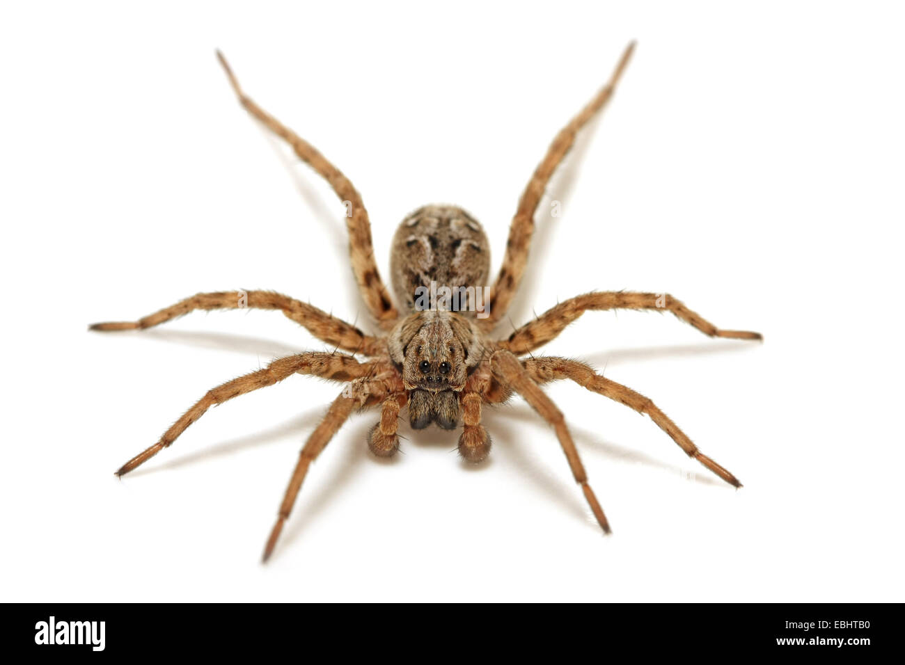Eine männliche Wolf Spider (Alopecosa fabrilis) auf weißem Hintergrund. Wolf Spinnen sind Teil der Familie Lycosidae. Stockfoto