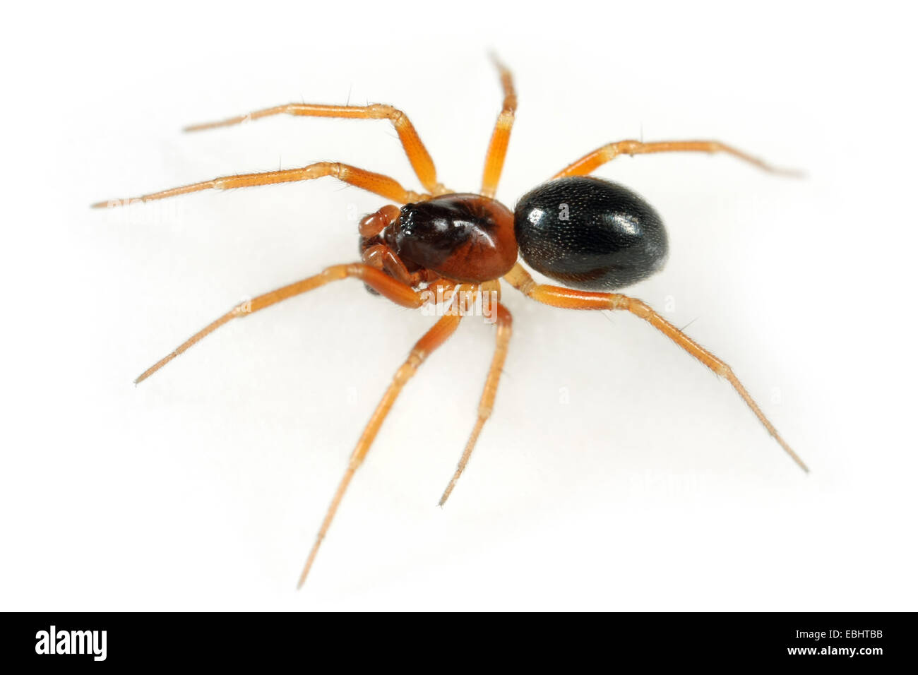 Ein männlicher Zwerg Spinne (Gongylidium rufipes) auf weißem Hintergrund. Zwerg Spinnen sind Teil der Familie Linyphiidae. Stockfoto