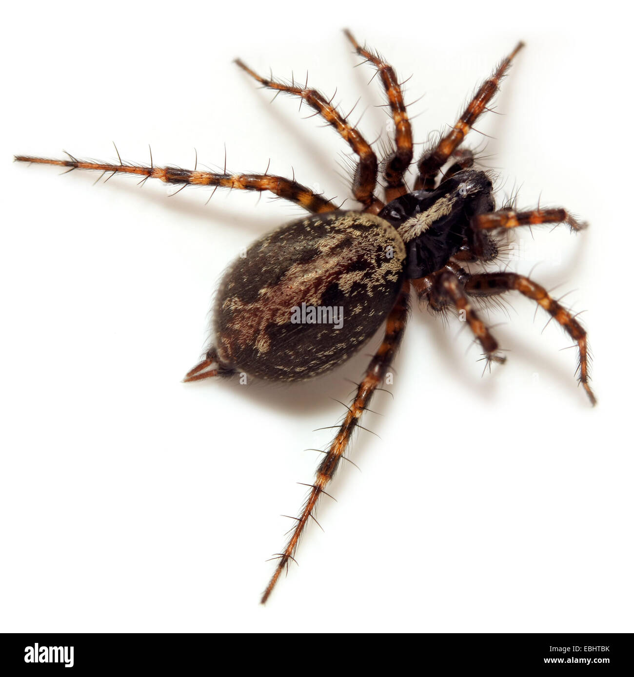 Weibliche Trichter Weaver (Textrix denticulata) auf weißem Hintergrund. Trichter weavers sind Teil der Familie Agelenidae. Stockfoto