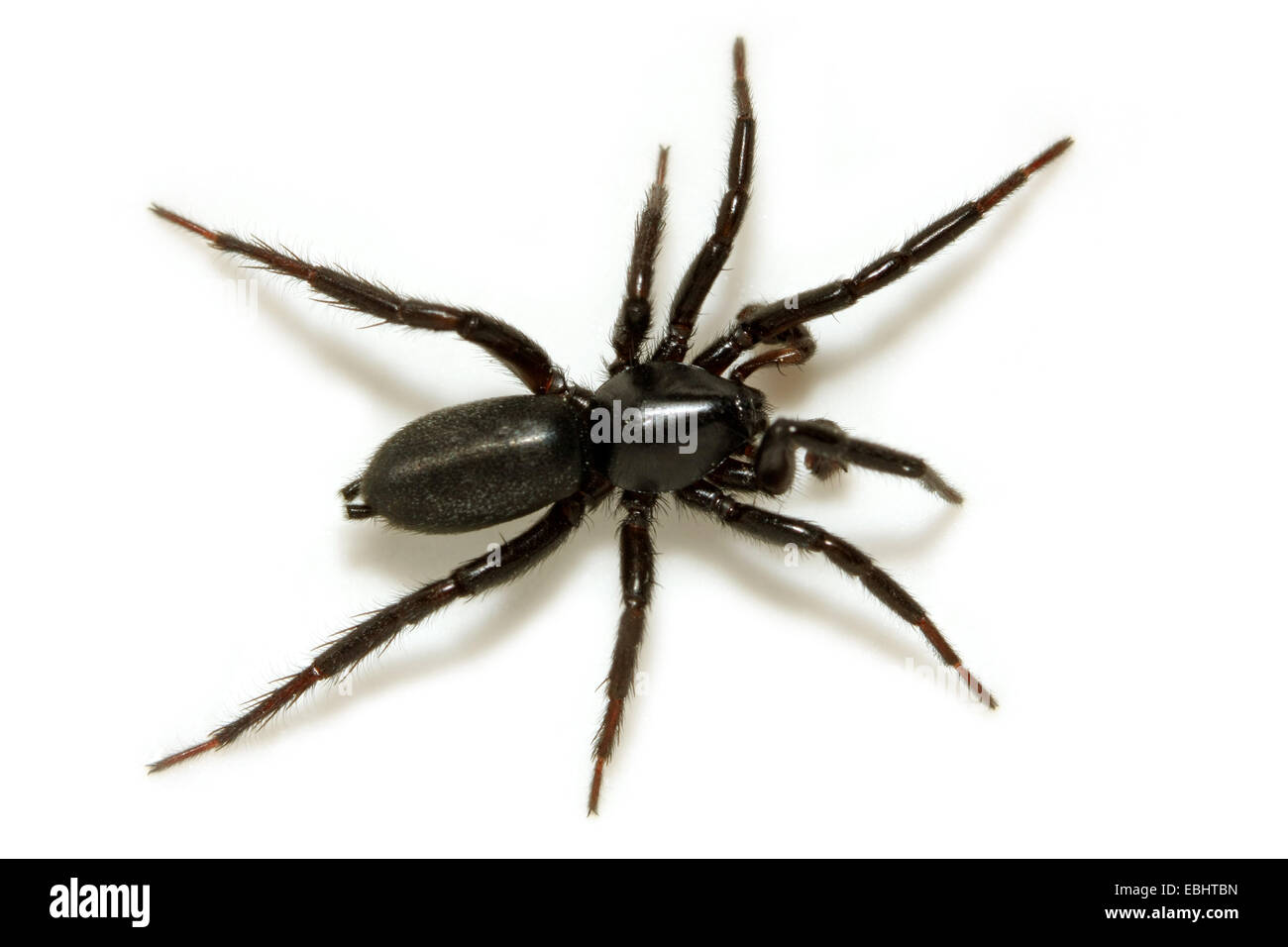 Ein männlicher Boden Spinne (Zelot subterraneus) auf weißem Hintergrund. Boden Spinnen sind Teil der Familie Gnaphosidae. Stockfoto