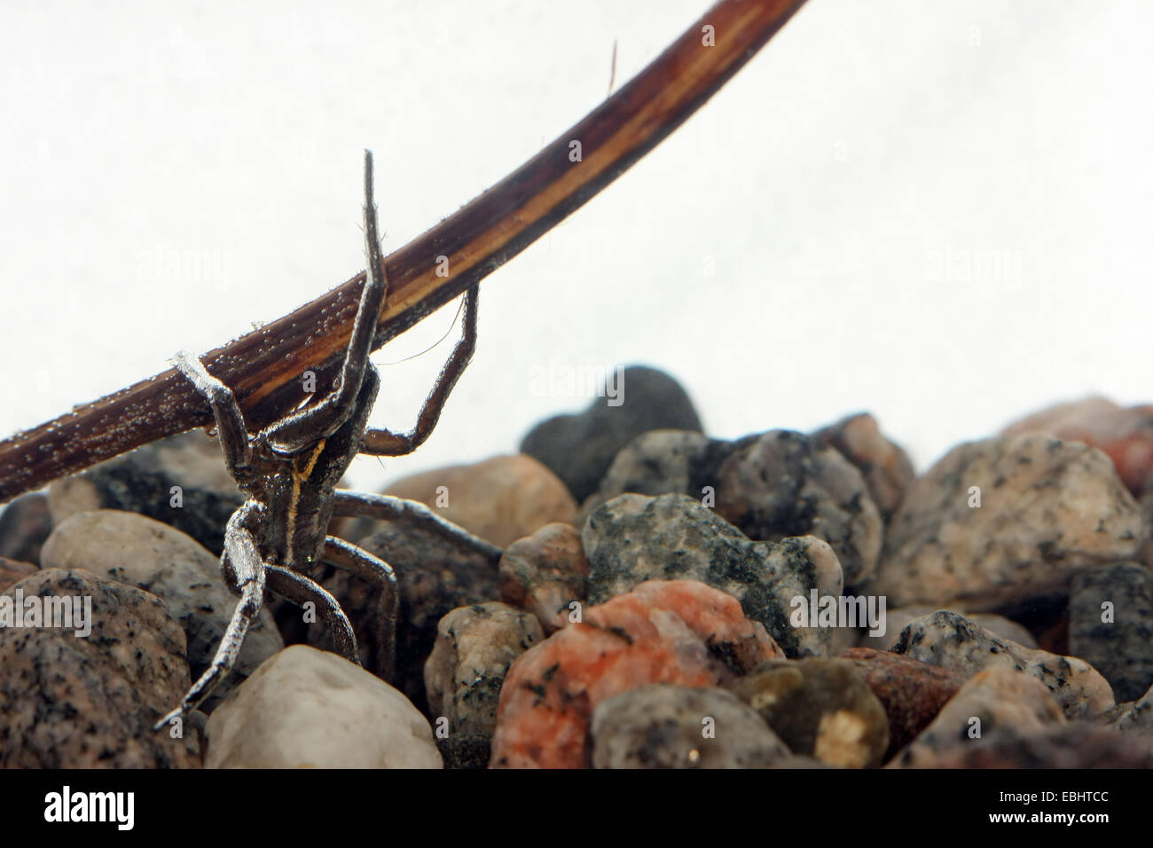 Ein fast versunkene männlichen Fen Floß Spider (Dolomedes Plantarius), eine semi-aquatische Angeln (oder Floß) Spinne. Stockfoto